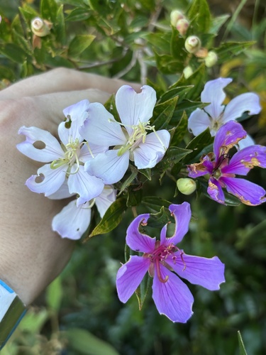 Pleroma sellowianum, photograph 2