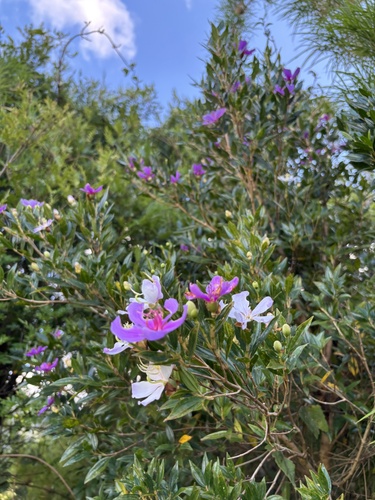 Pleroma sellowianum, photograph 3