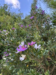 Pleroma sellowianum, photograph LPB, CC BY, iNaturalist via GBIF