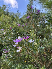 Pleroma sellowianum, photograph LPB, CC BY, iNaturalist via GBIF