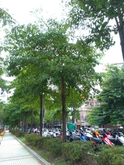 Terminalia calamansanai