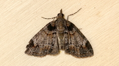 Microdes diplodonta