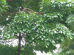Terminalia calamansanai
