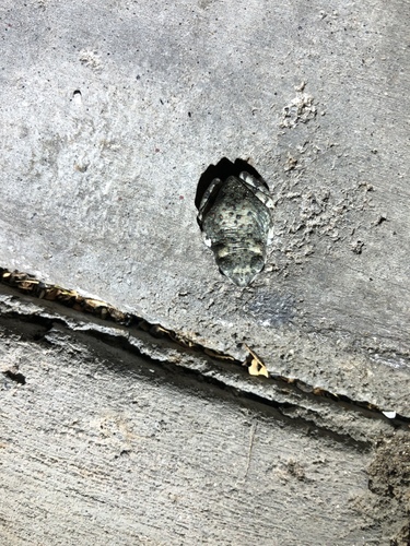 iNaturalist observation photo of Red-spotted Toad