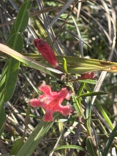 Esterhazya splendida (Esterhazya splendida)