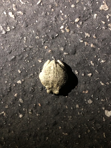 iNaturalist observation photo of Red-spotted Toad