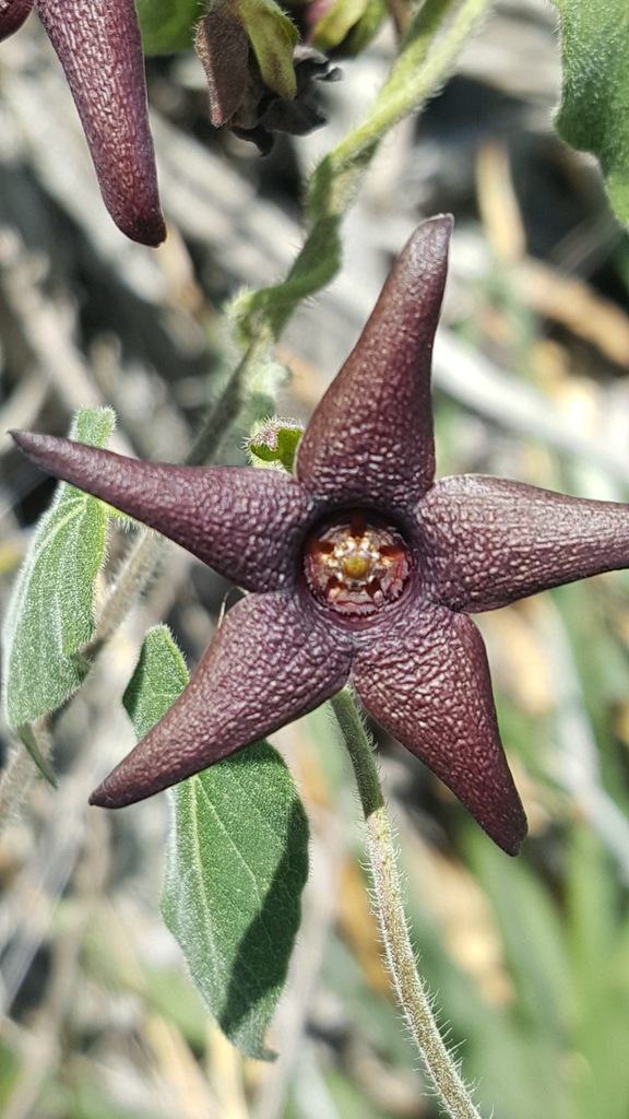 Polystemma pilosum