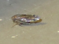 Xestocephalus lunatus
