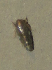 Xestocephalus lunatus