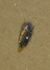 Xestocephalus lunatus