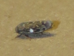 Xestocephalus lunatus