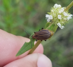Neolochmaea dilatipennis