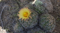 Coryphantha cornifera