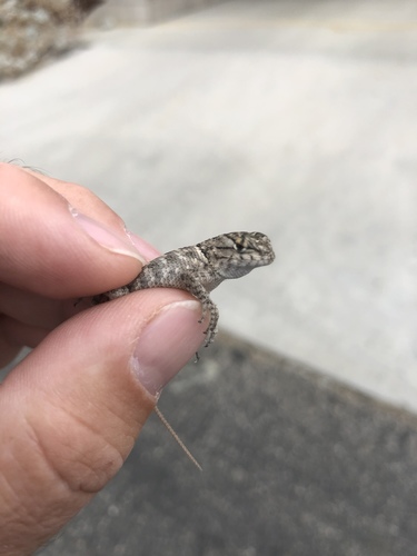 iNaturalist observation photo of Desert Spiny Lizard