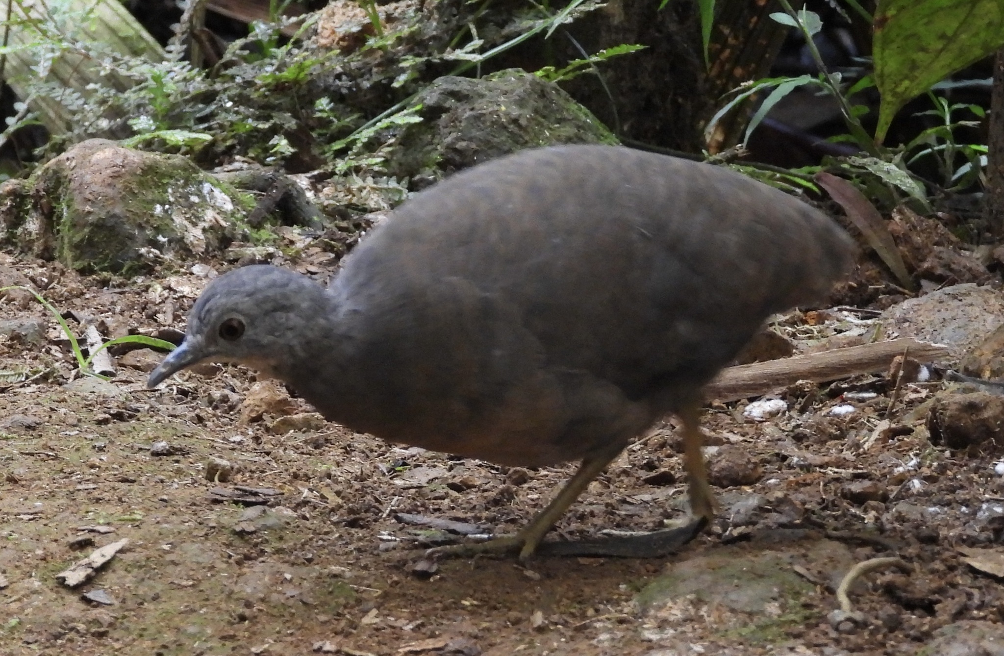 Little Tinamou (Crypturellus soui), photo 1