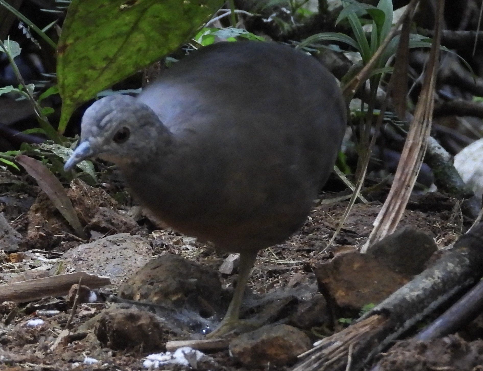 Little Tinamou (Crypturellus soui), photo 2
