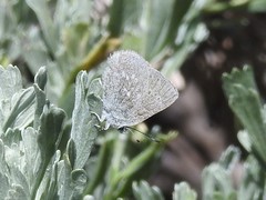 Satyrium semiluna