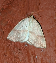 Thallophaga hyperborea