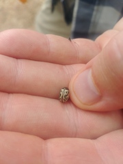 Calligrapha serpentina