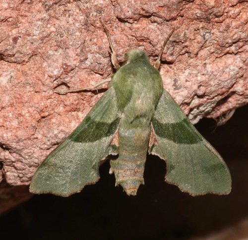 Terloo Sphinx