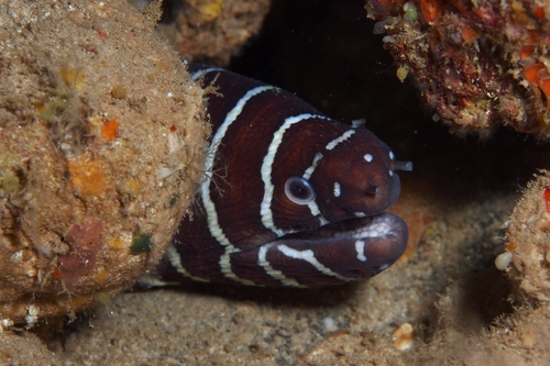 Zebra Moray