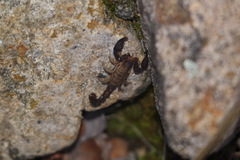 Pseudouroctonus santarita