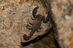 Pseudouroctonus santarita