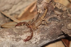 Pseudouroctonus santarita