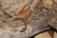 Pseudouroctonus santarita