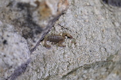 Pseudouroctonus santarita