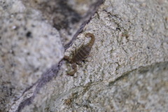 Pseudouroctonus santarita