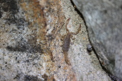 Pseudouroctonus santarita
