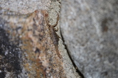 Pseudouroctonus santarita