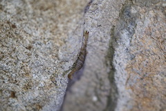 Pseudouroctonus santarita
