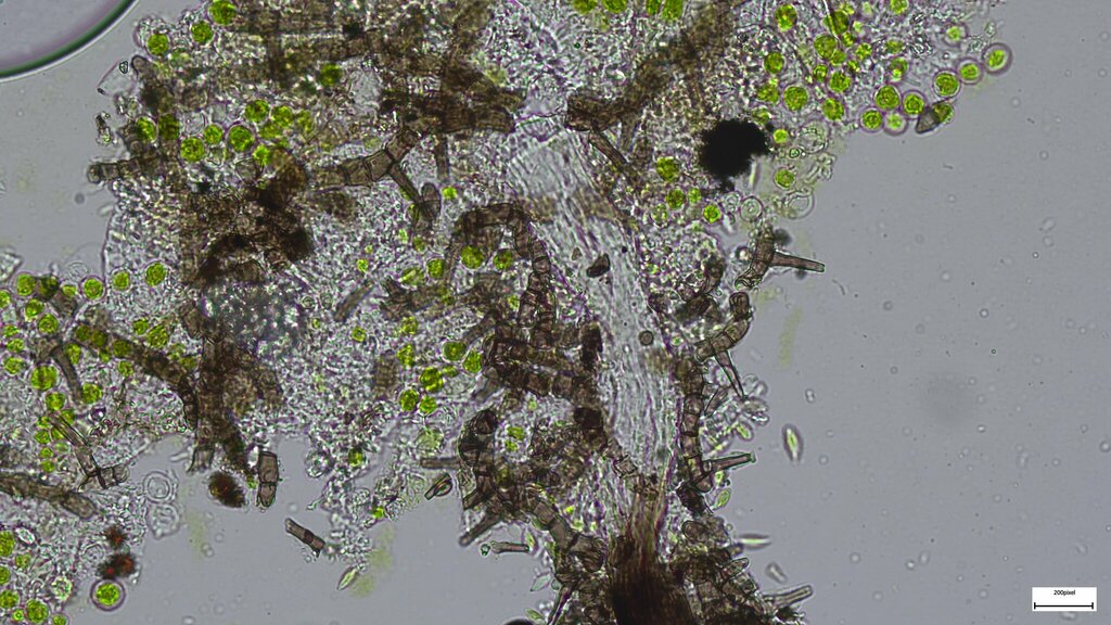 Koordersiella insectivora