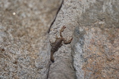 Pseudouroctonus santarita