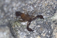 Pseudouroctonus santarita