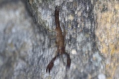 Pseudouroctonus santarita
