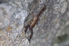 Pseudouroctonus santarita