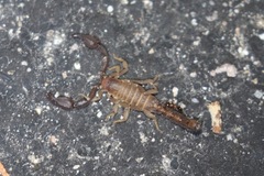 Pseudouroctonus santarita