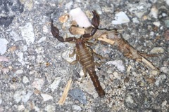 Pseudouroctonus santarita