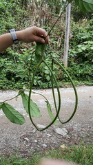 Prestonia portobellensis