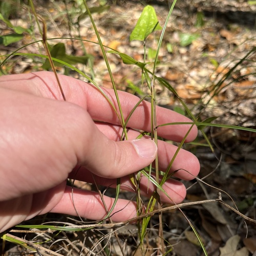 Florida Keys Nutrush (Scleria lithosperma)