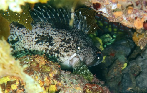 Silver spot (Chironemus maculosus) — Chironemidae — 5