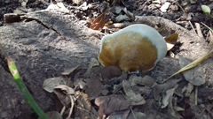 Ganoderma polychromum