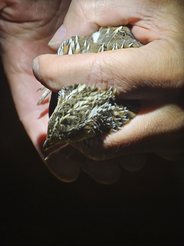 Stubble Quail (Coturnix pectoralis), photo 5
