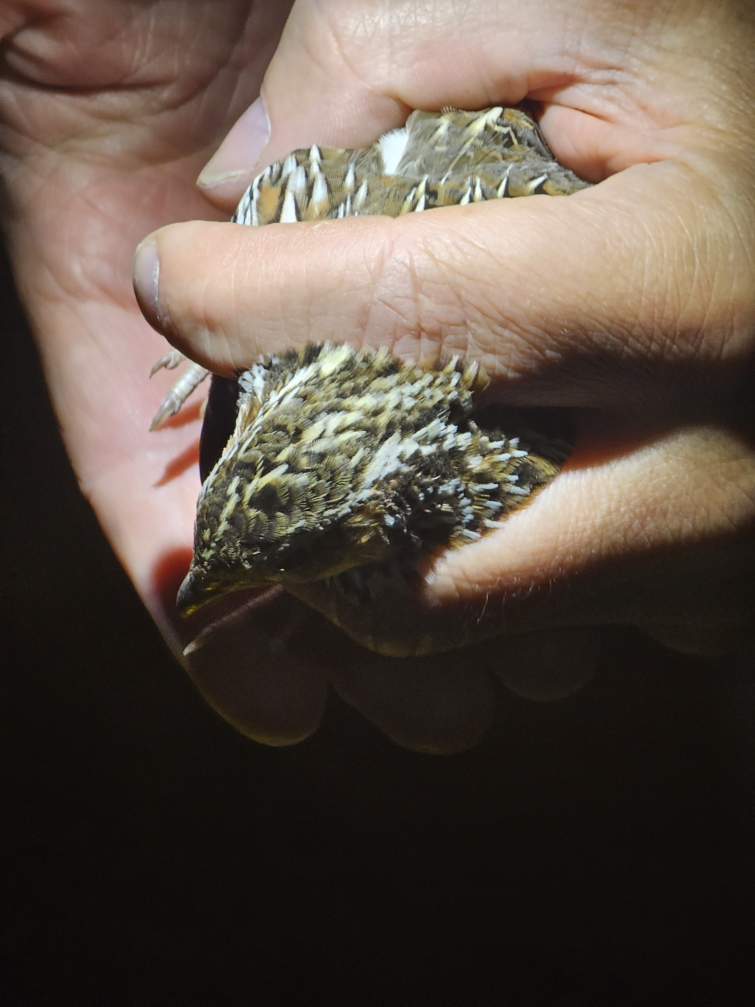 Stubble Quail (Coturnix pectoralis), photo 6