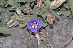 Aptosimum decumbens image