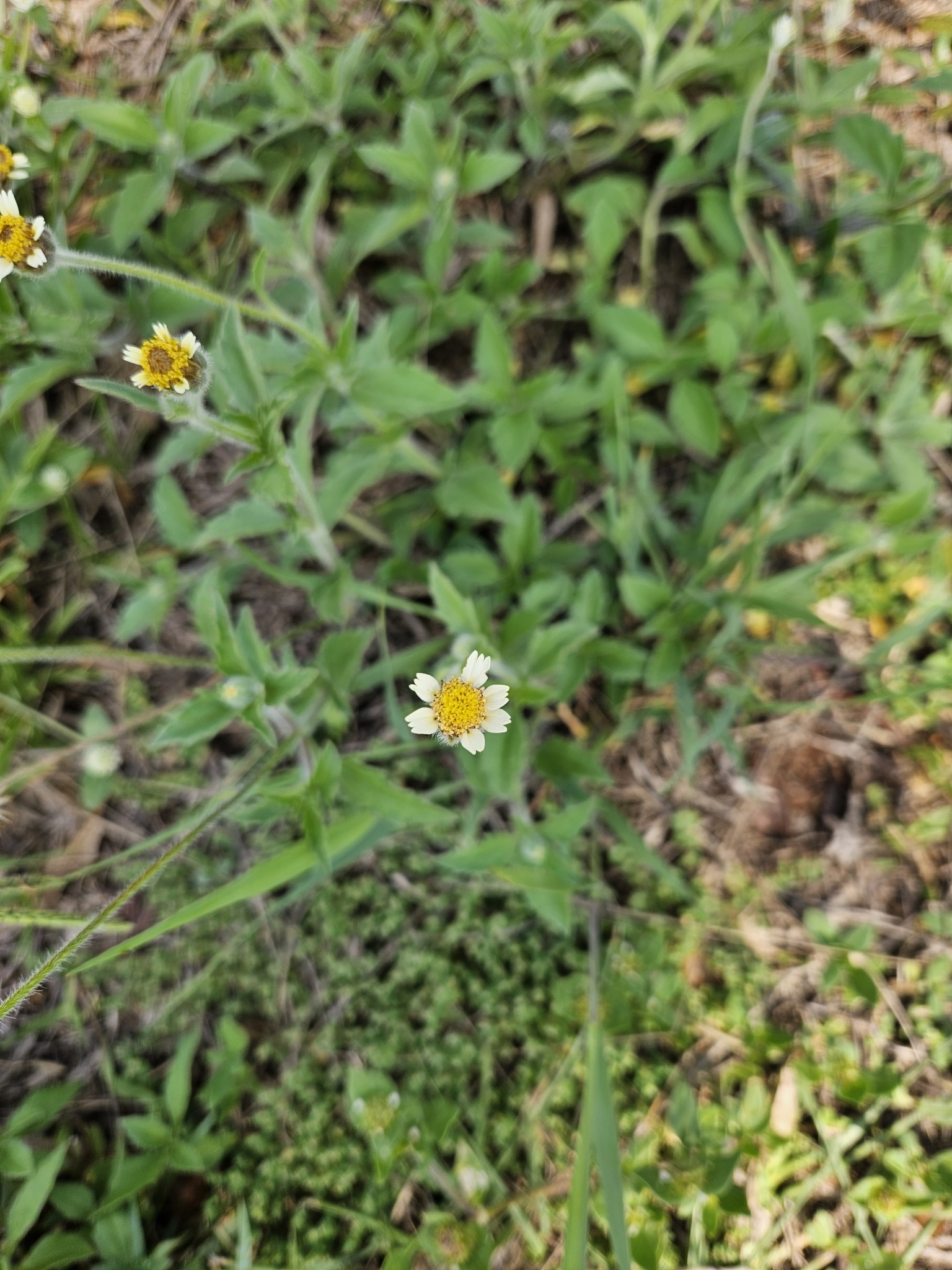 Tridax procumbens