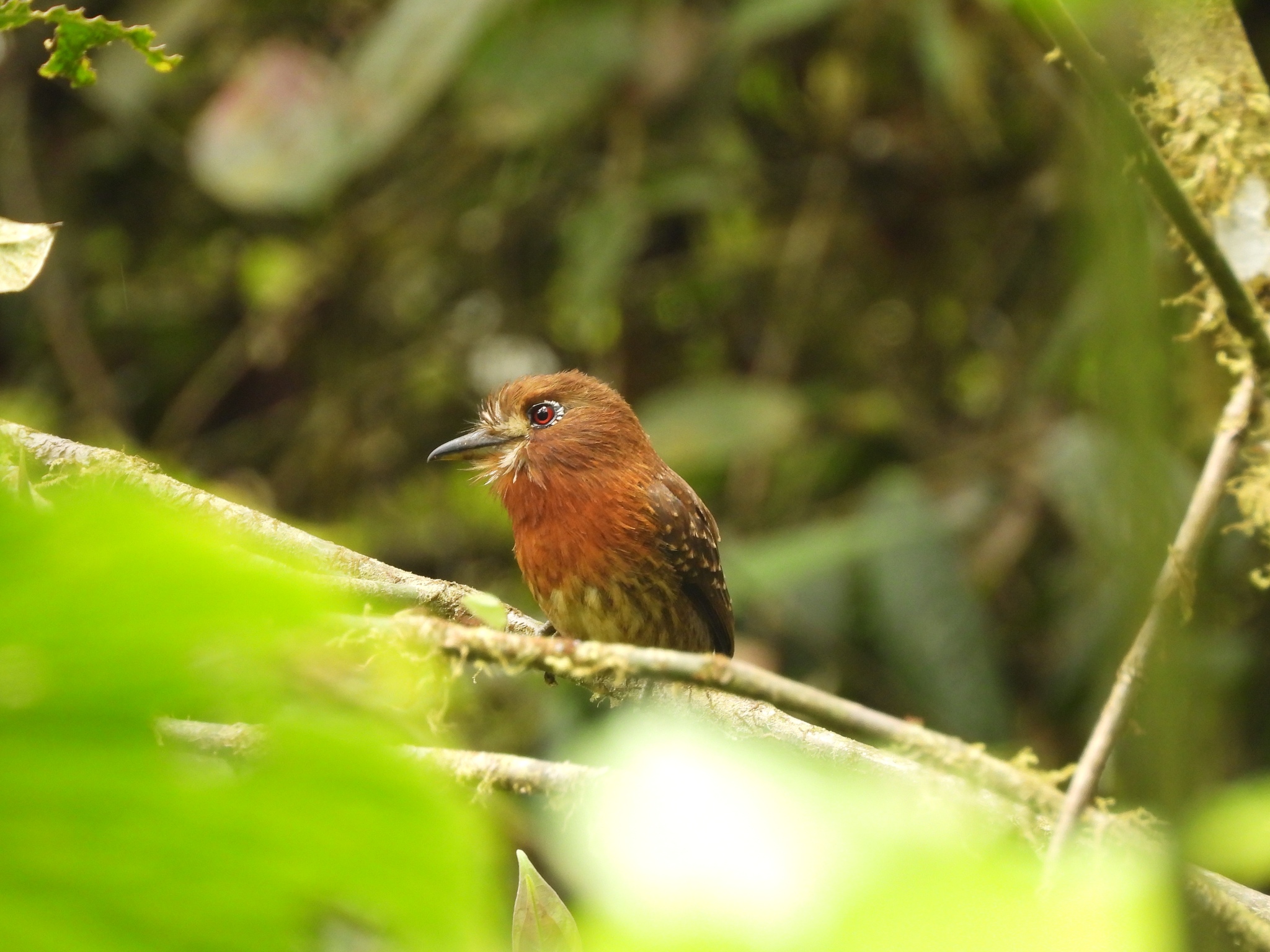 Moustached Puffbird (Malacoptila mystacalis), photo 9